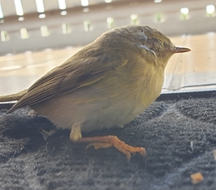 Phylloscopus trochilus