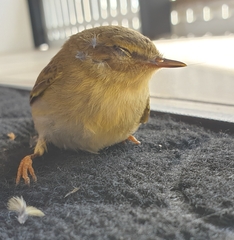 Phylloscopus trochilus