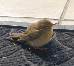 Phylloscopus trochilus