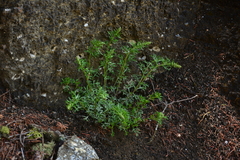 Artemisia michauxiana