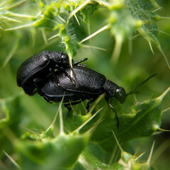 Galeruca tanaceti
