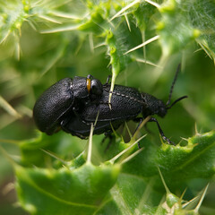 Galeruca tanaceti