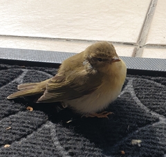 Phylloscopus trochilus