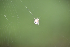 Eriovixia