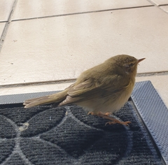 Phylloscopus trochilus