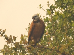 Busarellus nigricollis