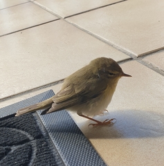 Phylloscopus trochilus