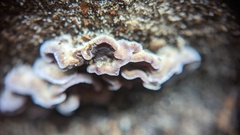 Chondrostereum purpureum