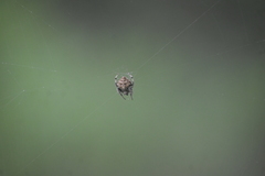 Eriovixia