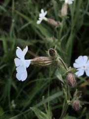 Silene latifolia