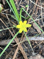 Hypoxis hirsuta