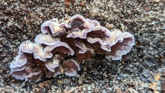 Chondrostereum purpureum