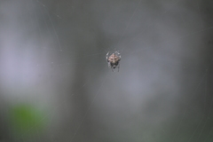 Eriovixia