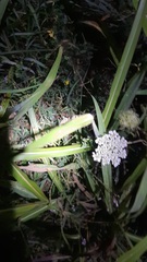Daucus