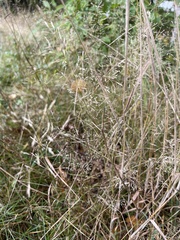Agrostis scabra