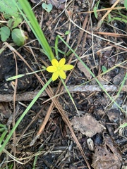 Hypoxis hirsuta