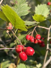 Crataegus