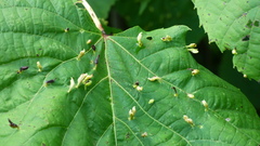 Eriophyes tiliae