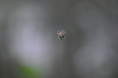 Eriovixia