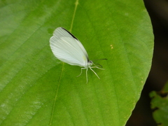 Abaeis albula