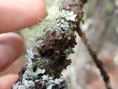 Tuckermanopsis platyphylla