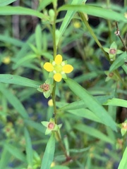 Ludwigia linearis