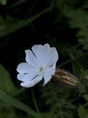 Silene latifolia