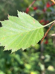 Crataegus