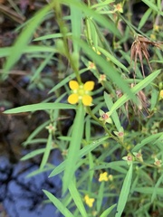 Ludwigia linearis