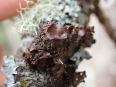 Tuckermanopsis platyphylla