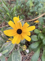 Rudbeckia