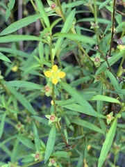 Ludwigia linearis