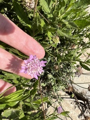 Sixalix atropurpurea