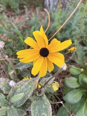 Rudbeckia