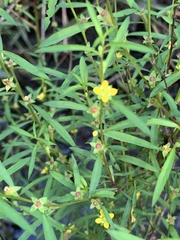 Ludwigia linearis