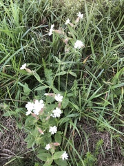 Silene latifolia