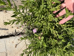 Sixalix atropurpurea