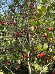 Crataegus