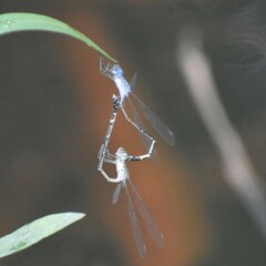Lestes praemorsus