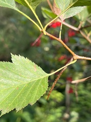 Crataegus