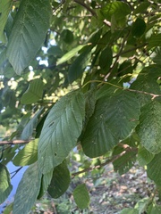 Alnus serrulata