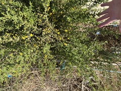 Pulicaria paludosa