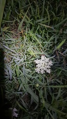 Daucus