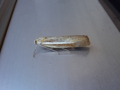 Agriphila selasella