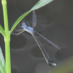 Lestes praemorsus