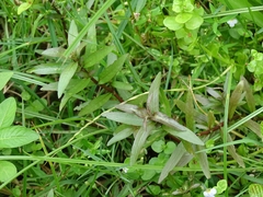 Hygrophila polysperma