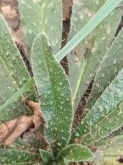 Echium vulgare