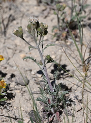 Chaenactis douglasii