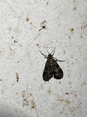 Elophila obliteralis