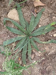 Echium vulgare